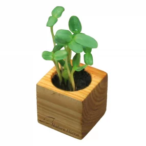 Plant Wood