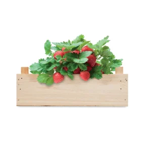 Kit de semis de fraises