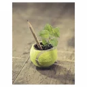 Sprout-Image-6-RGB-780x1024_web