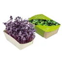 Microgreens_Radies_Sango_WEB