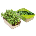 Microgreens_Rettich_China_Rose_WEB