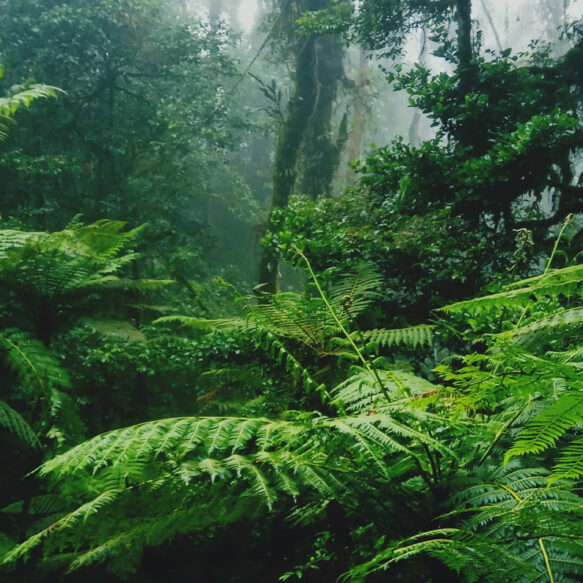 Pandinavia ist Klimaneutral 