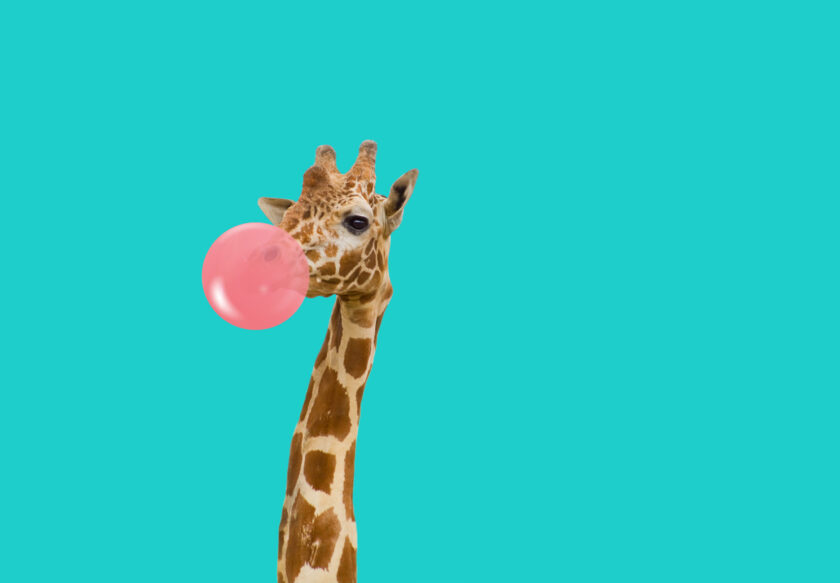 Giraff_Pandinavia_querformat-2